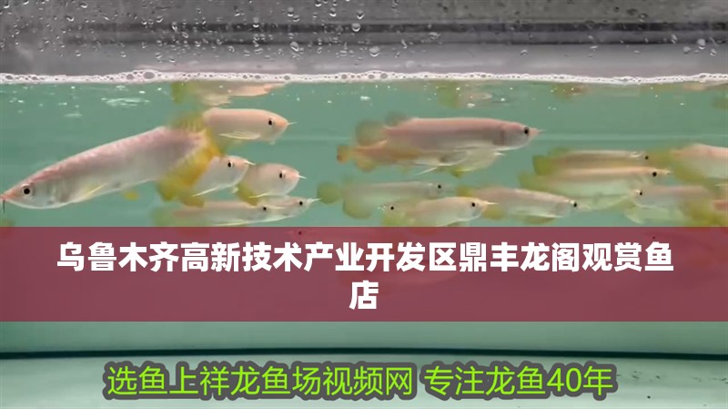 烏魯木齊高新技術產業開發區鼎豐龍閣觀賞魚店
