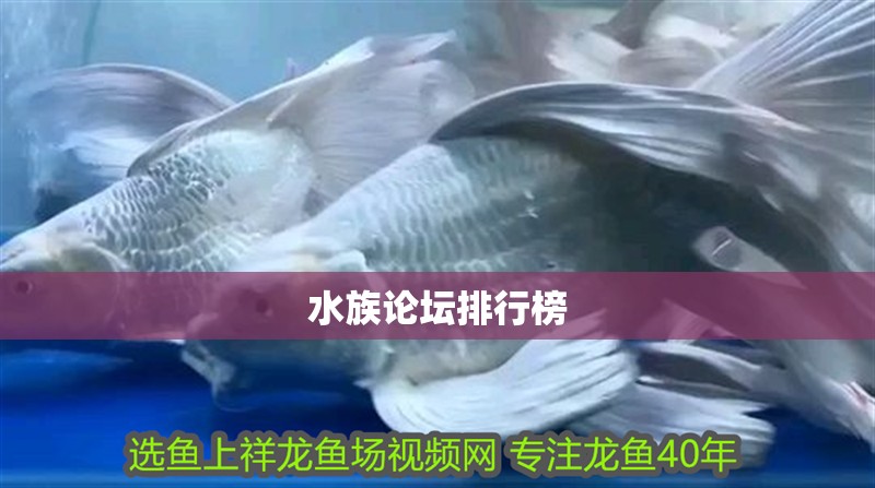 水族論壇排行榜