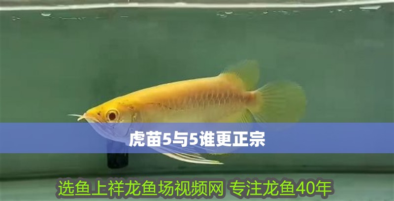 虎苗5與5誰更正宗 虎苗5與5誰更正宗 龍魚論壇