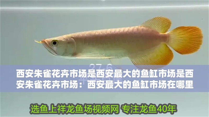西安朱雀花卉市場是西安最大的魚缸市場是西安朱雀花卉市場：西安最大的魚缸市場在哪里？
