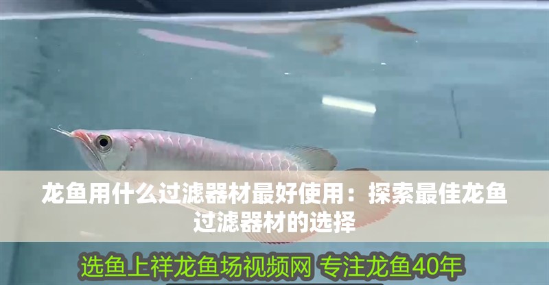 龍魚用什么過濾器材最好使用：探索最佳龍魚過濾器材的選擇