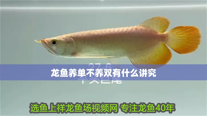 龍魚養單不養雙有什么講究