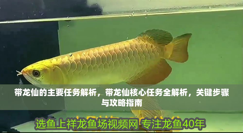 帶龍仙的主要任務解析，帶龍仙核心任務全解析，關鍵步驟與攻略指南