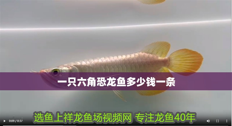 一只六角恐龍魚多少錢一條 一只六角恐龍魚多少錢一條 龍魚百科