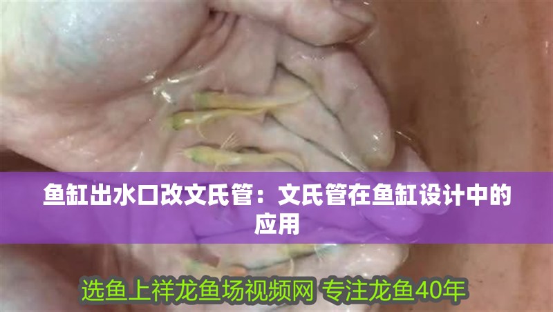 魚缸出水口改文氏管：文氏管在魚缸設計中的應用
