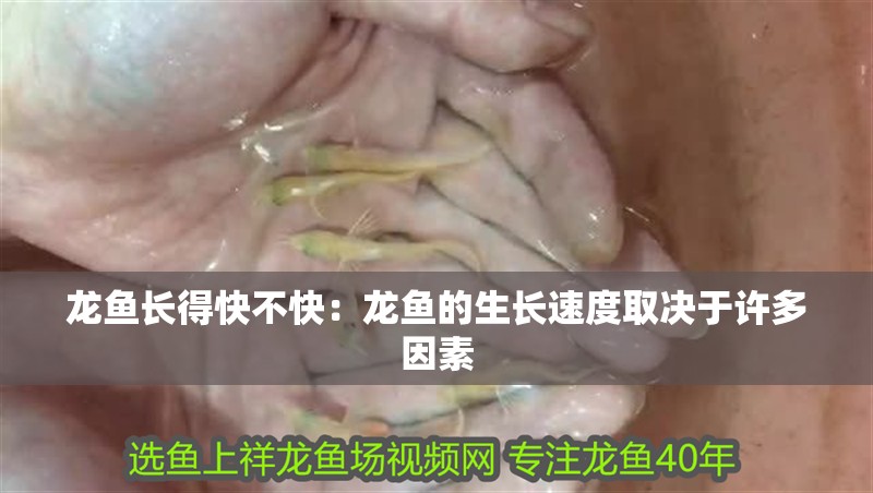龍魚長得快不快：龍魚的生長速度取決于許多因素