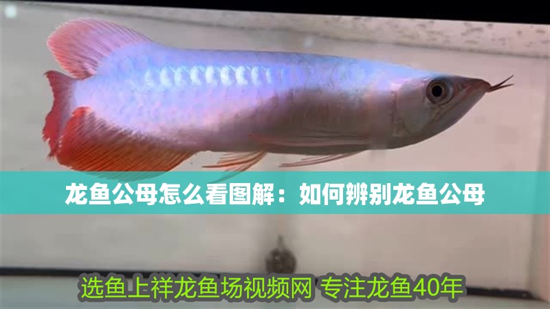 龍魚公母怎么看圖解：如何辨別龍魚公母