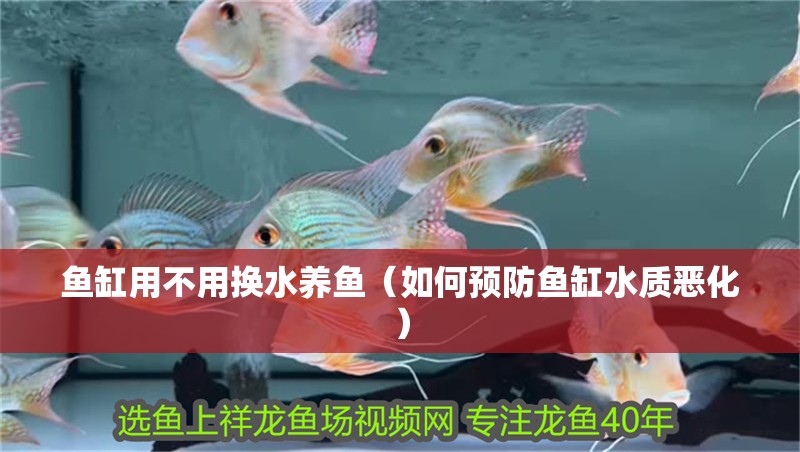 魚缸用不用換水養魚（如何預防魚缸水質惡化）