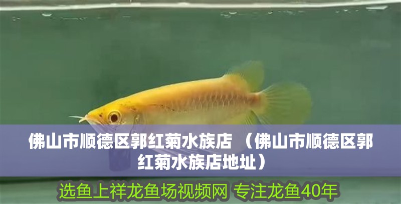 給大魚缸換水的作文:體驗給大魚缸換水的樂趣:體驗給大魚缸換水:給大魚缸換水的作文 佛山市順德區郭紅菊水族店 (佛山市順德區郭紅菊水族店地址) 全國水族館企業名錄 佛山市順德區郭紅菊水族店 (佛山市順德區郭紅菊水族店地址) 佛山市順德區郭紅菊水族店 (佛山市順德區郭紅菊水族店地址) 全國水族館企業名錄