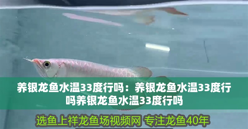 養銀龍魚水溫33度行嗎：養銀龍魚水溫33度行嗎養銀龍魚水溫33度行嗎