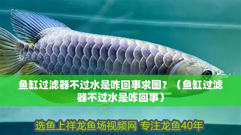 魚缸過濾器不過水是咋回事求圖？（魚缸過濾器不過水是咋回事）