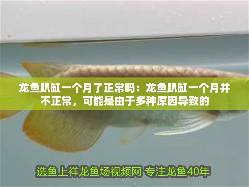 龍魚趴缸一個月了正常嗎：龍魚趴缸一個月并不正常，可能是由于多種原因導致的