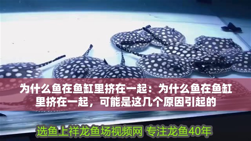 為什么魚在魚缸里擠在一起：為什么魚在魚缸里擠在一起，可能是這幾個原因引起的
