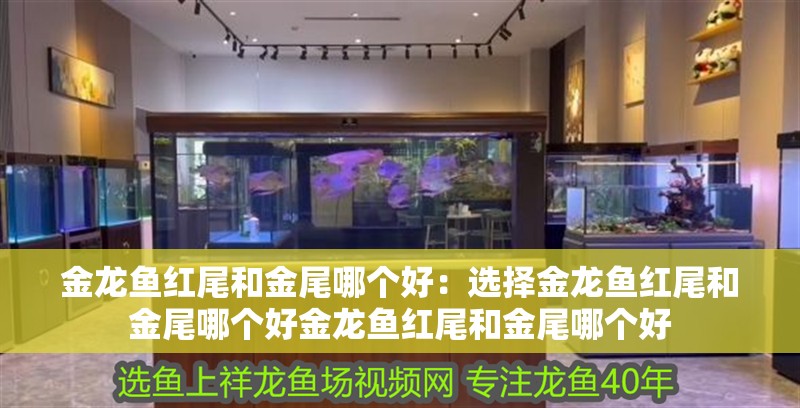 金龍魚紅尾和金尾哪個好:選擇金龍魚紅尾和金尾哪個好金龍魚紅尾和金尾哪個好