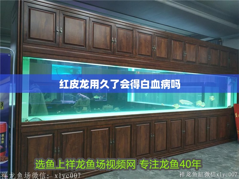 紅皮龍用久了會得白血病嗎 紅皮龍用久了會得白血病嗎 龍魚論壇