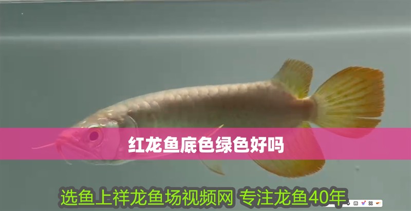 紅龍魚底色綠色好嗎