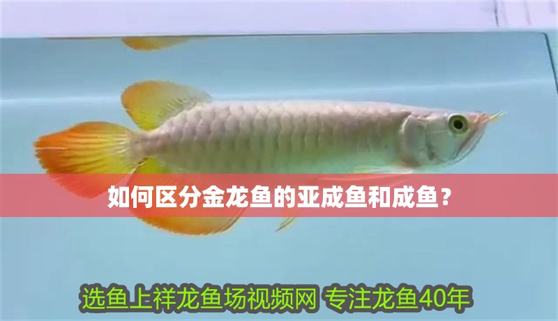 如何區(qū)分金龍魚的亞成魚和成魚？