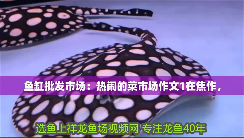 魚缸批發市場：熱鬧的菜市場作文1在焦作， 魚缸批發市場：熱鬧的菜市場作文1在焦作， 魚缸百科