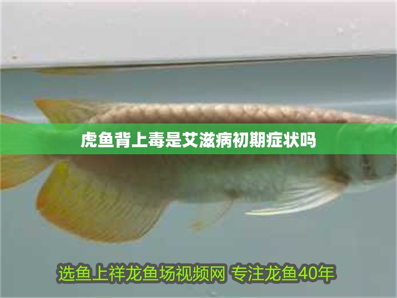 虎魚背上毒是艾滋病初期癥狀嗎 虎魚背上毒是艾滋病初期癥狀嗎 龍魚論壇