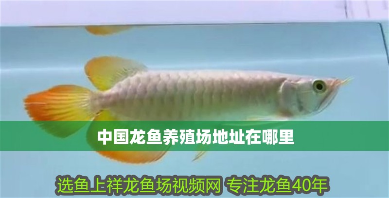 中國龍魚養殖場地址在哪里