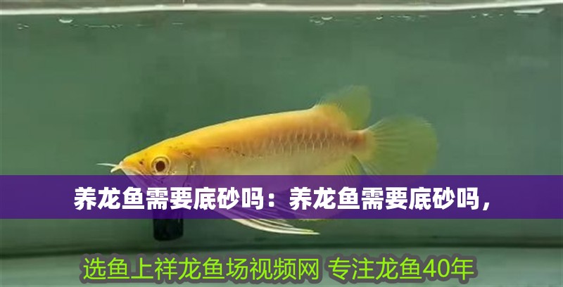 養(yǎng)龍魚(yú)需要底砂嗎：養(yǎng)龍魚(yú)需要底砂嗎，