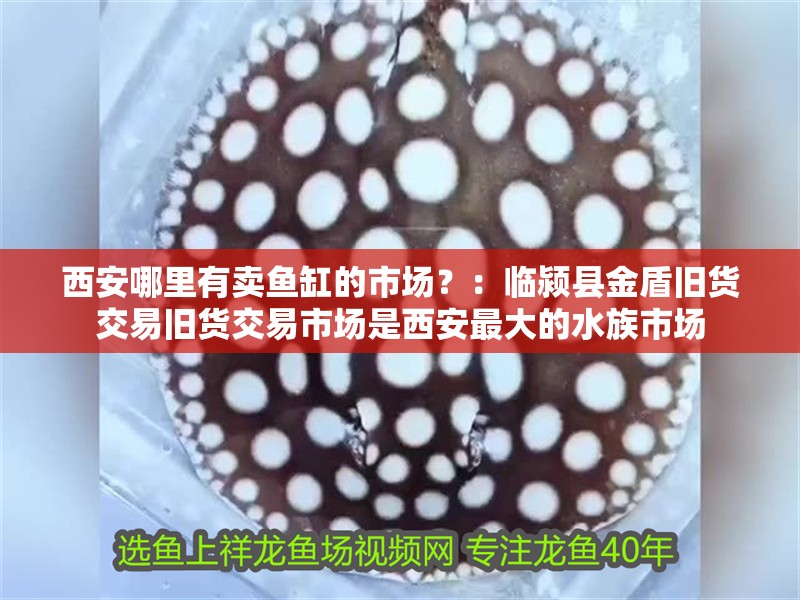 <strong><mark>西安</mark></strong>哪里有賣魚缸的市場？：臨潁縣金盾舊貨交易舊貨交易市場是<strong><mark>西安</mark></strong>最大的水族市場