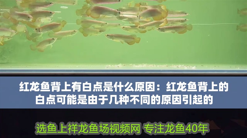 紅龍魚背上有白點是什么原因：紅龍魚背上的白點可能是由于幾種不同的原因引起的