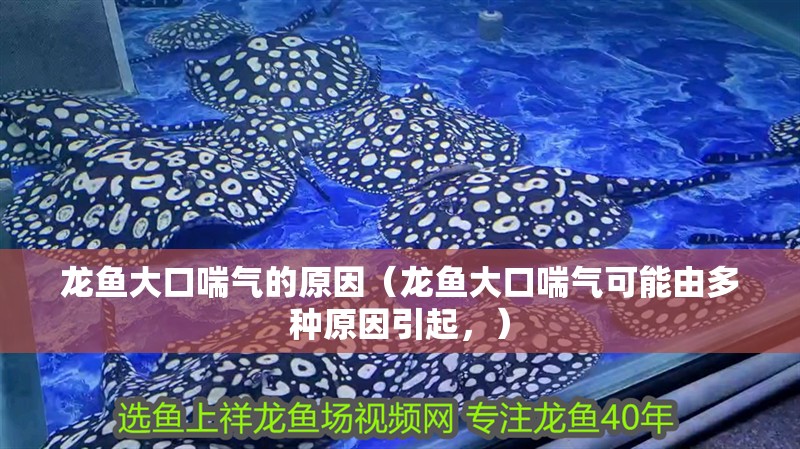 龍魚大口喘氣的原因（龍魚大口喘氣可能由多種原因引起，）