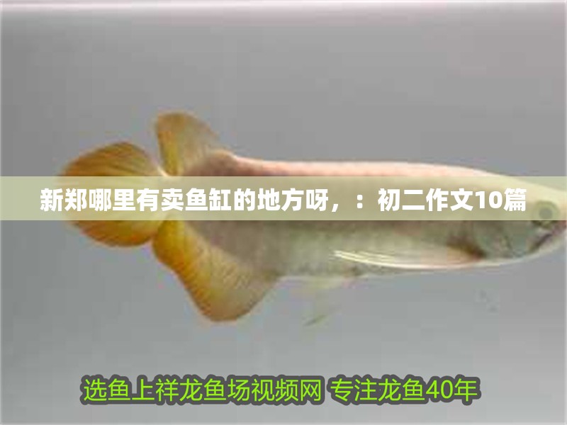 新鄭哪里有賣魚缸的地方呀，：初二作文10篇