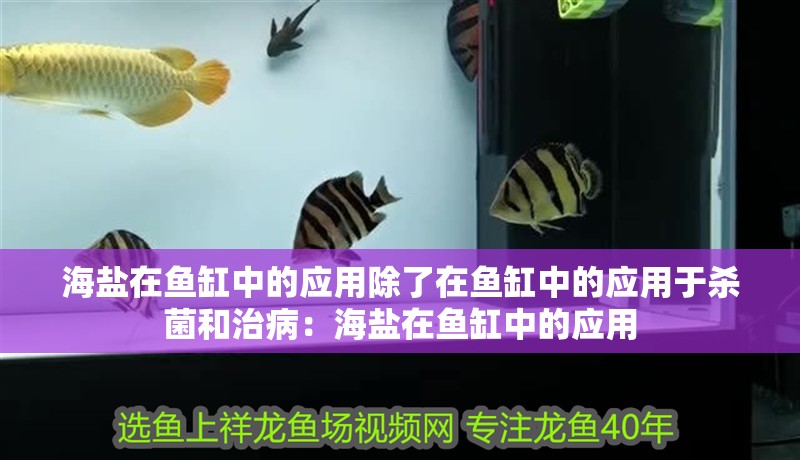 海鹽在魚缸中的應用除了在魚缸中的應用于殺菌和治病：海鹽在魚缸中的應用