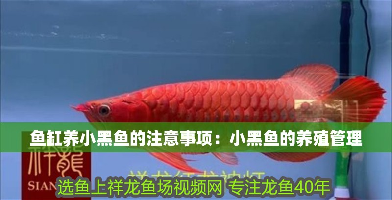 魚缸養小黑魚的注意事項：小黑魚的養殖管理