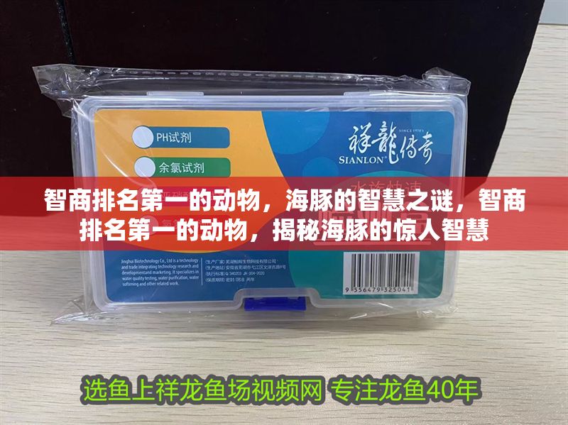 智商排名第一的動(dòng)物，海豚的智慧之謎，智商排名第一的動(dòng)物，揭秘海豚的驚人智慧