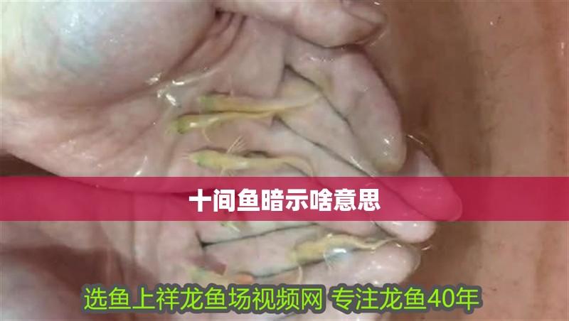 十間魚暗示啥意思