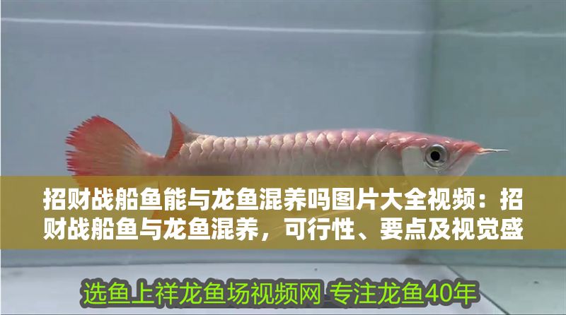 招財戰船魚能與龍魚混養嗎圖片大全視頻：招財戰船魚與龍魚混養，可行性、要點及視覺盛宴