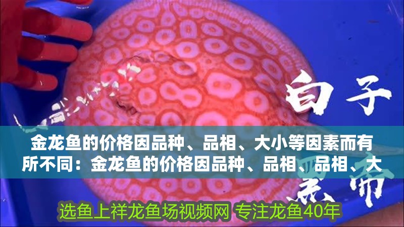 金龍魚的價(jià)格因品種、品相、大小等因素而有所不同：金龍魚的價(jià)格因品種、品相、品相、大小等因素有所不同