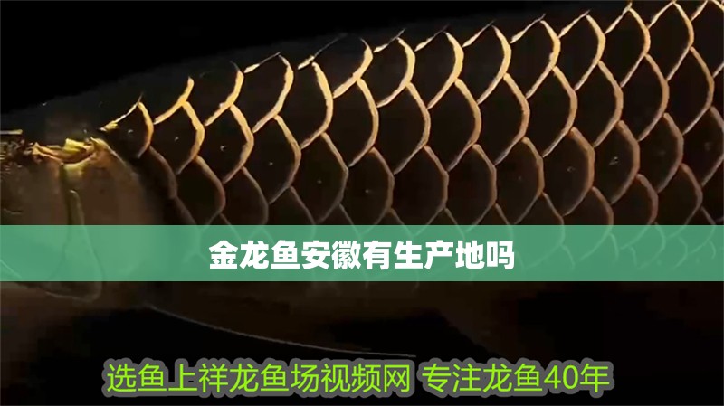 金龍魚(yú)安徽有生產(chǎn)地嗎