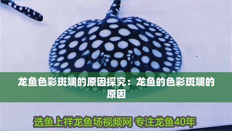 龍魚色彩斑斕的原因探究:龍魚的色彩斑斕的原因