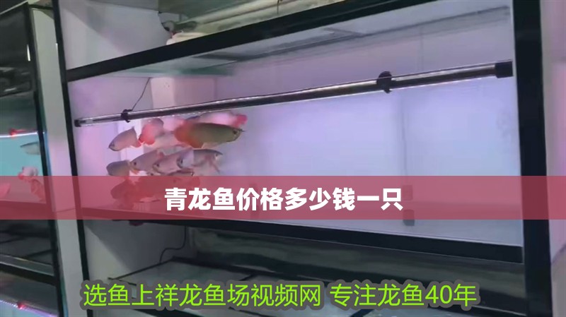 青龍魚價格多少錢一只
