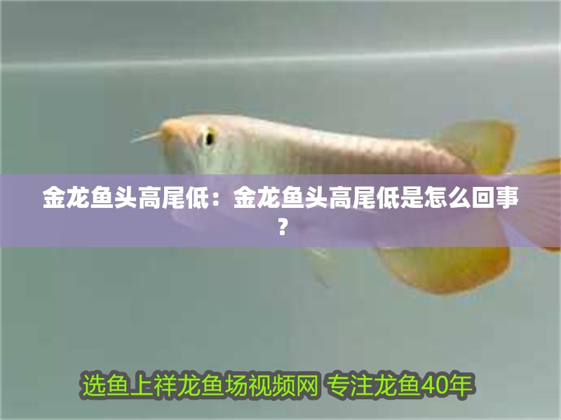 紅龍魚用黃燈烤有用嗎 金龍魚頭高尾低:金龍魚頭高尾低是怎么回事? 龍魚百科 金龍魚頭高尾低:金龍魚頭高尾低是怎么回事? 金龍魚頭高尾低:金龍魚頭高尾低是怎么回事? 龍魚百科