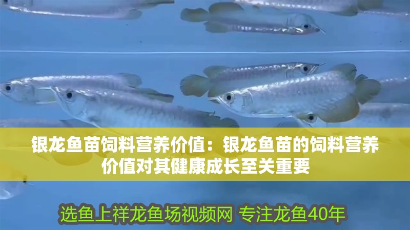 銀龍魚苗飼料營養價值：銀龍魚苗的飼料營養價值對其健康成長至關重要