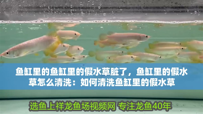 魚(yú)缸里的魚(yú)缸里的假水草臟了，魚(yú)缸里的假水草怎么清洗：如何清洗魚(yú)缸里的假水草