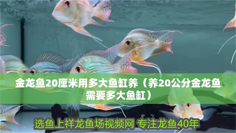 金龍魚20厘米用多大魚缸養（養20公分金龍魚需要多大魚缸）