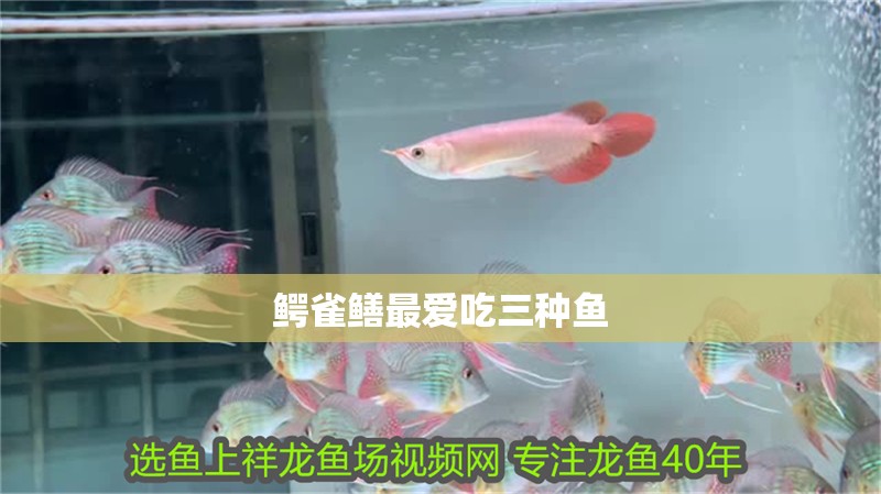 鱷雀鱔最愛吃三種魚