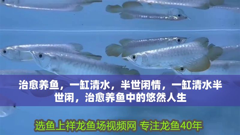 治愈養魚,一缸清水,半世閑情,一缸清水半世閑,治愈養魚中的悠然人生 龍魚百科 第1張 治愈養魚,一缸清水,半世閑情,一缸清水半世閑,治愈養魚中的悠然人生 治愈養魚,一缸清水,半世閑情,一缸清水半世閑,治愈養魚中的悠然人生 龍魚百科 第1張