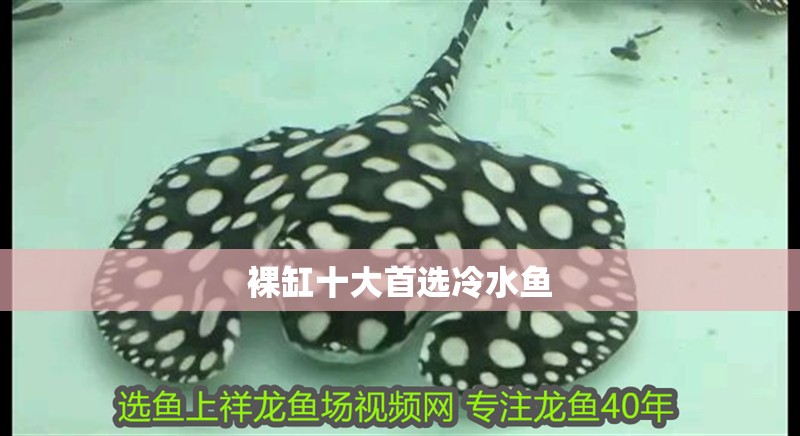 裸缸十大首選冷水魚