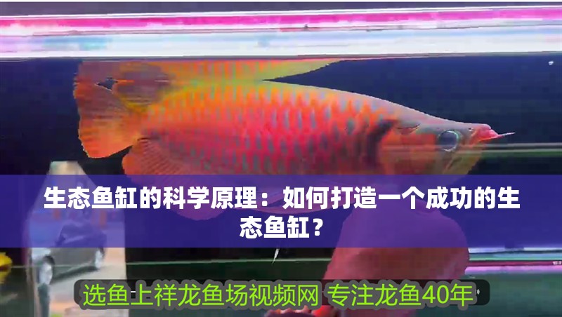 生態魚缸的科學原理：如何打造一個成功的生態魚缸？ 生態魚缸的科學原理：如何打造一個成功的生態魚缸？ 魚缸百科