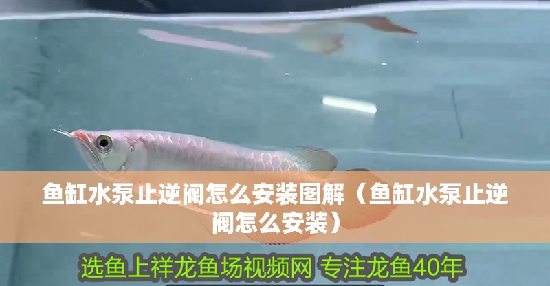 魚缸水泵止逆閥怎么安裝圖解（魚缸水泵止逆閥怎么安裝）