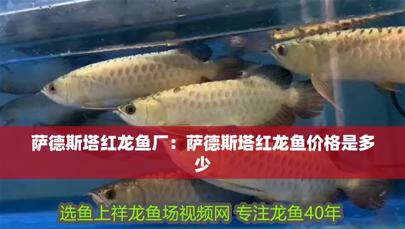 薩德斯塔紅龍魚廠：薩德斯塔紅龍魚價格是多少