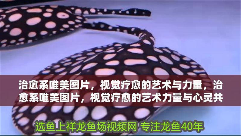 治愈系唯美圖片，視覺療愈的藝術與力量，治愈系唯美圖片，視覺療愈的藝術力量與心靈共鳴