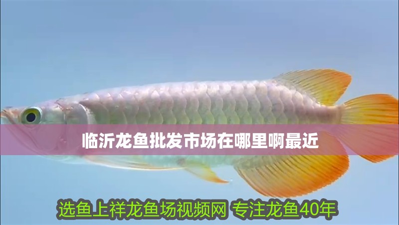 臨沂龍魚批發市場在哪里啊最近